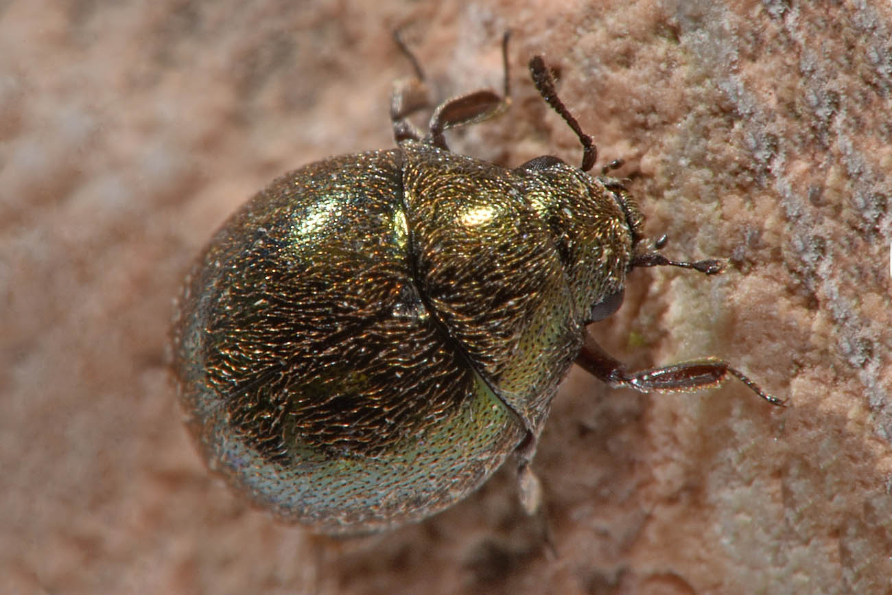 Byrrhidae: Lamprobyrrhulus nitidus